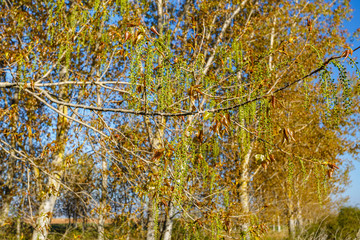 Ramas de chopo canadiense en primavera con sus amentos femeninos. Populus canadensis.