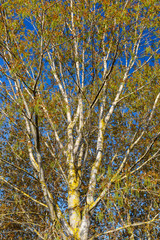 Populus canadensis. Chopo canadiense en primavera con hojas juveniles y amentos femeninos.
