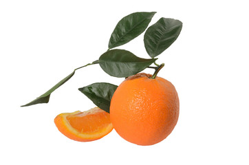 Orange on a branch with leaves Isolated on a white background