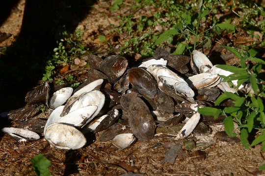 Many river snails stand on the ground grass.
dirty gray brown river shells