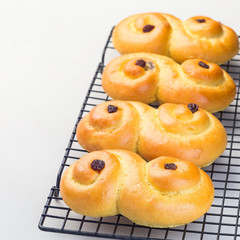Swedish and scandinavian Christmas saffron buns Lussekatter on cooling tray, light gray concrete background, square format, copy space