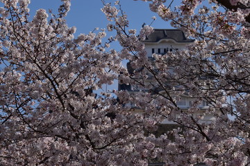 春の姫路城