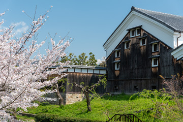 京都伏見 桜風景