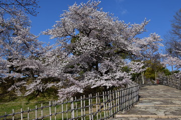 春の姫路城