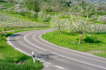 Kurvige Landstrasse mit blühenden Obstbäumen im Frühling
