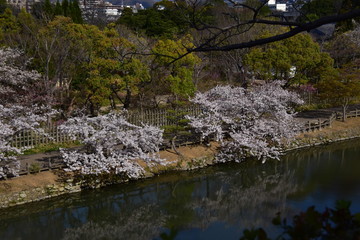 春の姫路城