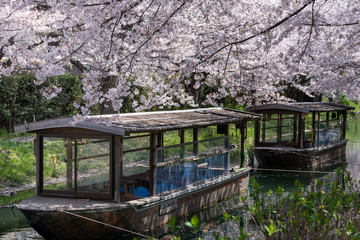 Fototapeta na wymiar 京都伏見 桜風景