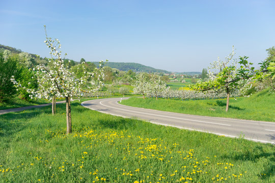 Kurvige Landstrasse mit blühenden Obstbäumen im Frühling