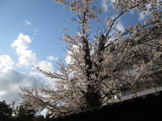 桜と青空