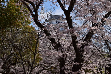 春の姫路城