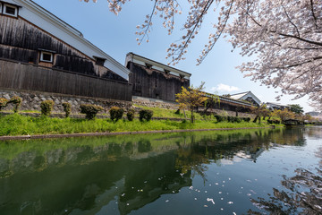 京都伏見 桜風景