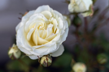 closeup of white blossomed rose on grey background