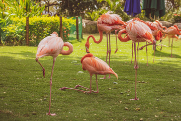 Pink flamingos on the green grass.
