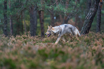 Lone wolf running in autumn forest Czech Republic