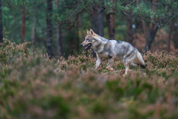 Lone wolf running in autumn forest Czech Republic