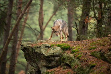 Lone wolf running in autumn forest Czech Republic