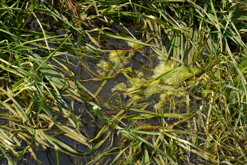 algae green slime with water bubbles in meadow, algae slime in stagnant tide water in spring sun