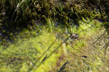 green algal bloom in tide stream, algae slime in stagnan twater in spring sun