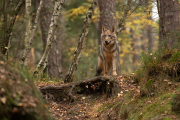Lone wolf running in autumn forest Czech Republic