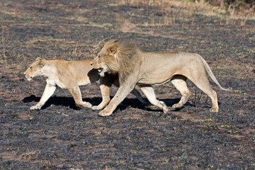 Fototapeta na wymiar Löwenpaar
