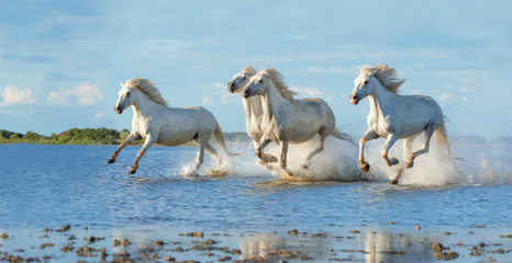 Camatgue horses galloping in the water - 335765729