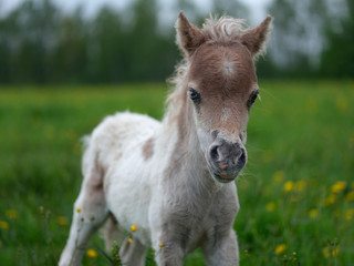 Little foal looking at the camera