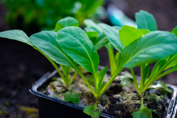 Spring in organic vegetable garden, young cabbage plant ready for planting outside in soil