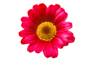 red daisy isolated