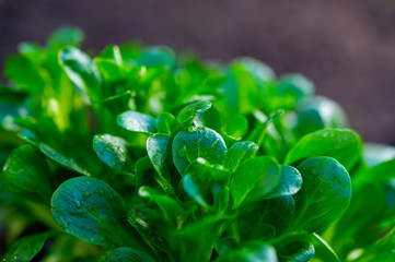 Spring in organic vegetable garden, young corn salad or feldsalad sprouts ready for planting outside in soil