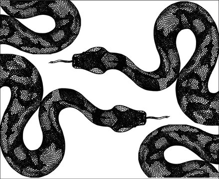 black snake vector illustration