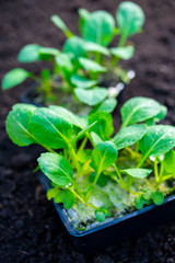 Spring in organic vegetable garden, young cabbage plant ready for planting outside in soil