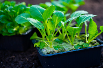 Spring in organic vegetable garden, young cabbage plant ready for planting outside in soil