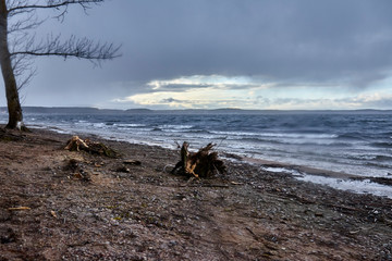 
In the foreground is a mermaid-shaped snag, coastline and sea in early spring.