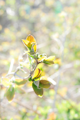 Gr&uuml;ne Bl&auml;tter in der Fr&uuml;hlingssonne