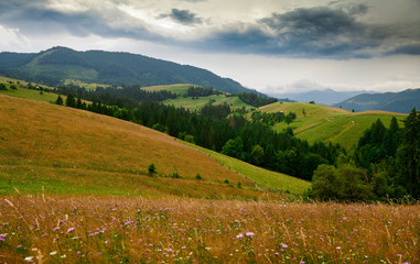 nature, summer landscape in carpathian mountains, wildflowers and meadow, spruces on hills, beautiful cloudy sky