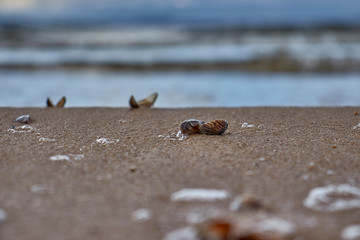 
In the foreground are small shells in the sand. In the background the sea