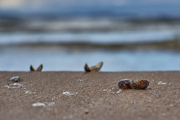 Fototapeta na wymiar In the foreground are small shells in the sand. In the background the sea