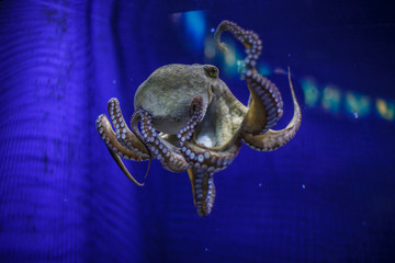 big octopus swims in an aquarium © Julija