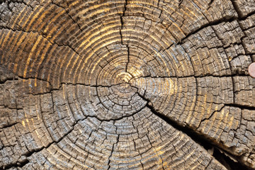 Rough organic texture of the rings with close up of end grain. texture of an old tree