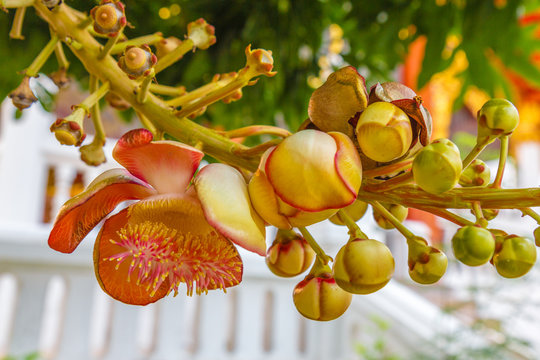 sala tree branch with flowers 