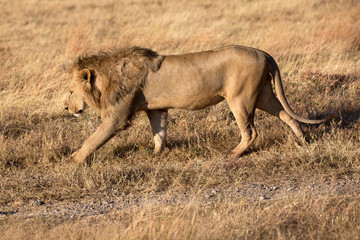 Löwenmännchen im Ngorongoro Krater