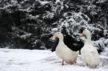 geese standing on the snow