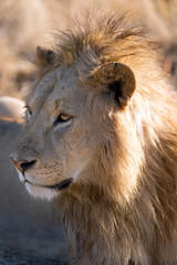 Löwe in der Serengeti