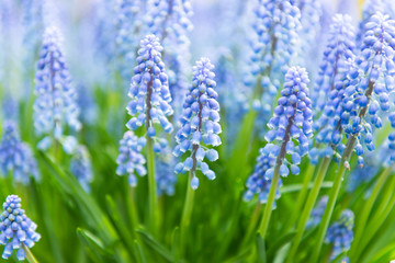 blue muscari growing