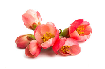 Chinese quince flowers Isolated