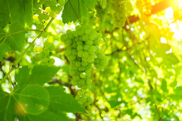 grapes close up, vines surrounded by green grape leaves. Harvest of future white wine in the vineyard