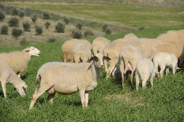 Obraz na płótnie Canvas flock of sheep grazing on