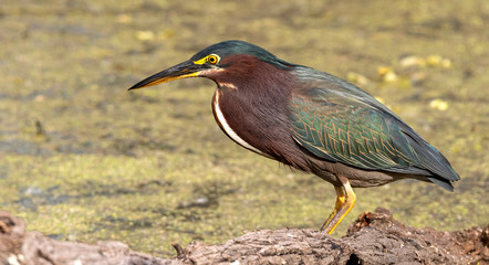 Green Heron on a log