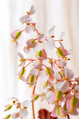 Pink begonia flowers on light background against window