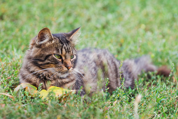 Naklejka na ściany i meble A brown striped cat lies in a garden on the grass